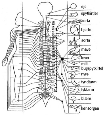 Praxis Vertebralis - rygsøjlen Praxis Vertebralis - rygsøjlen